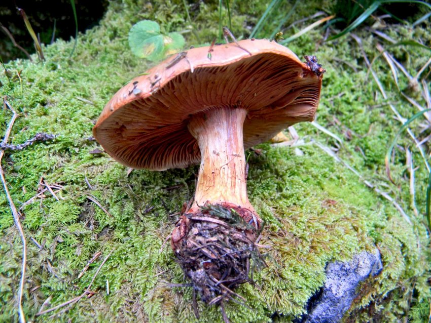 Cortinarius sp2-Trentino